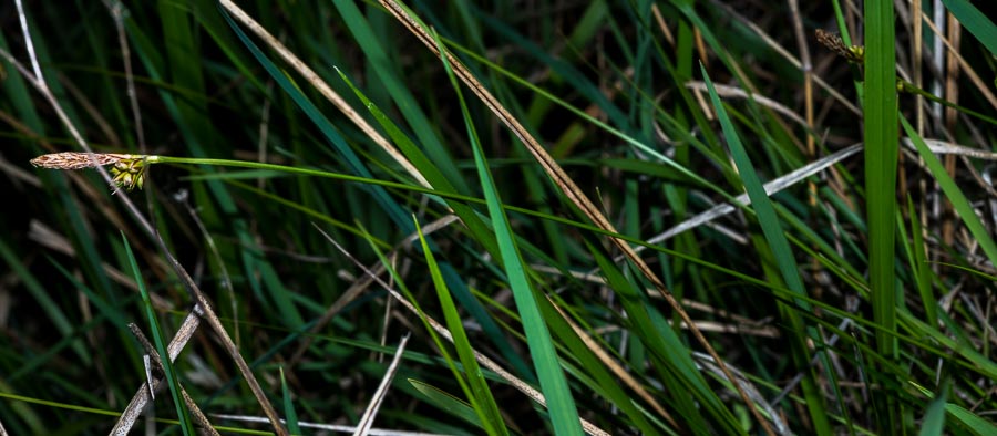 Carex in ambiente arido